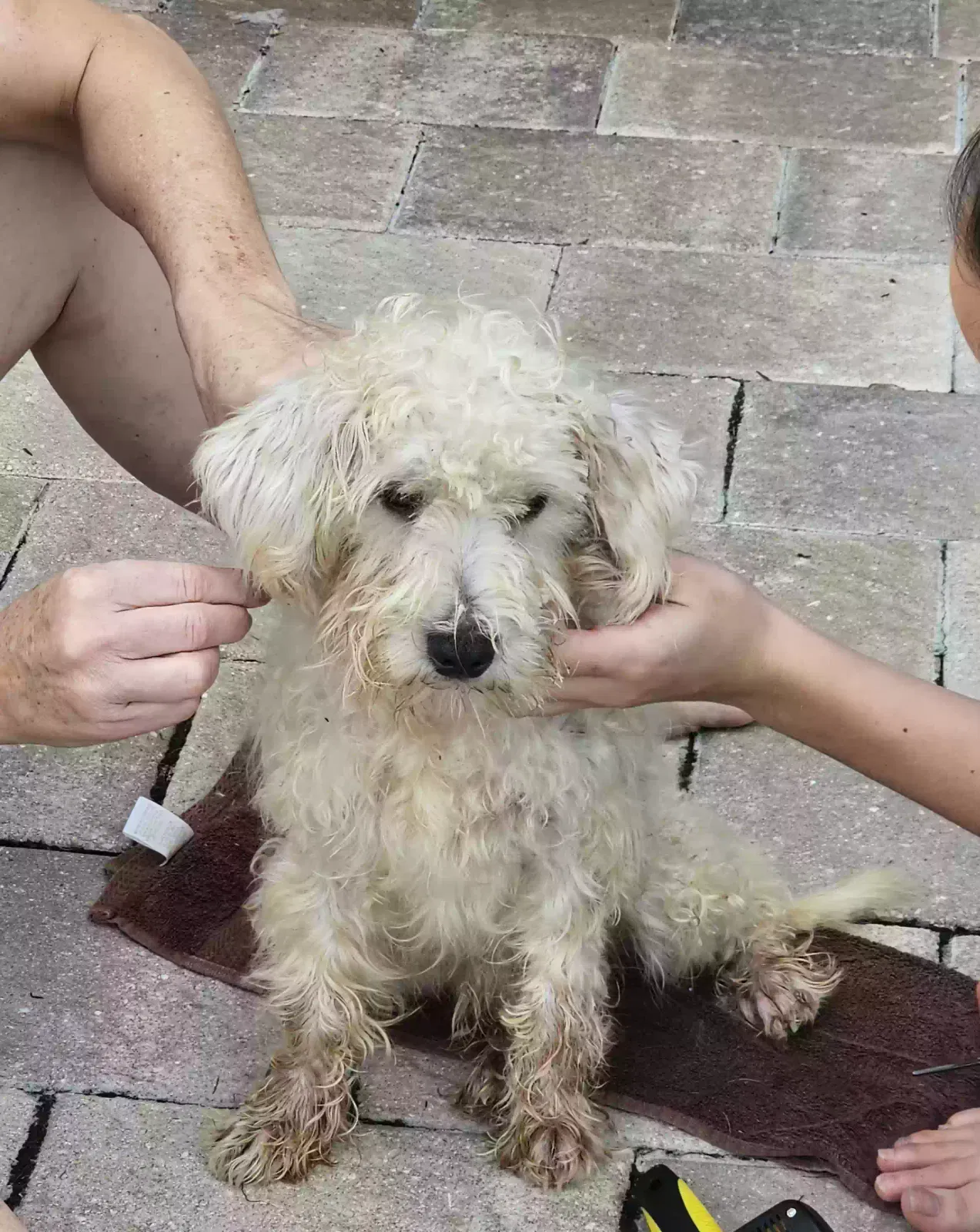 Lost dog in Lehigh Acres, FL, 33972
