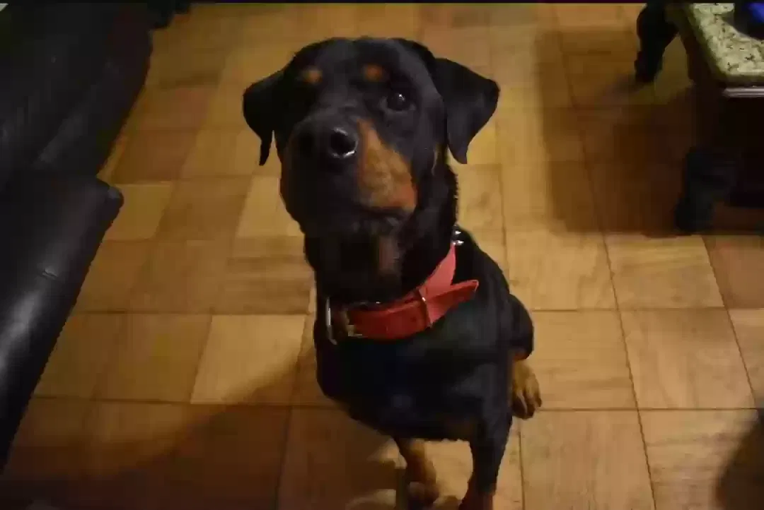 Lost dog in Pearsall, TX, 78061