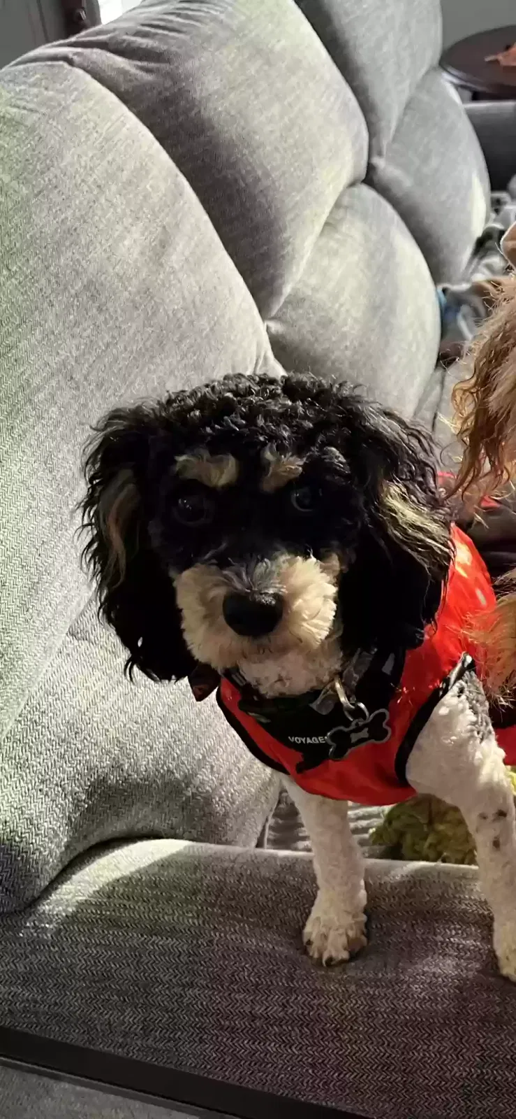 Lost dog in Baltimore, OH, 43105