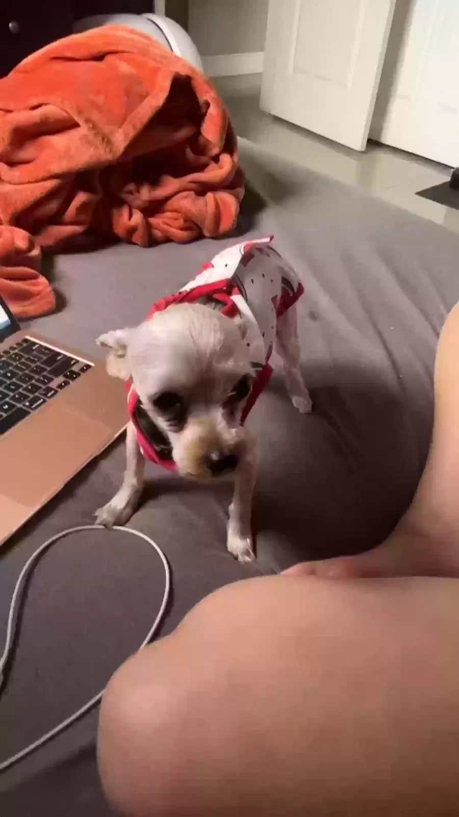 Lost dog in Miami, FL, 33147