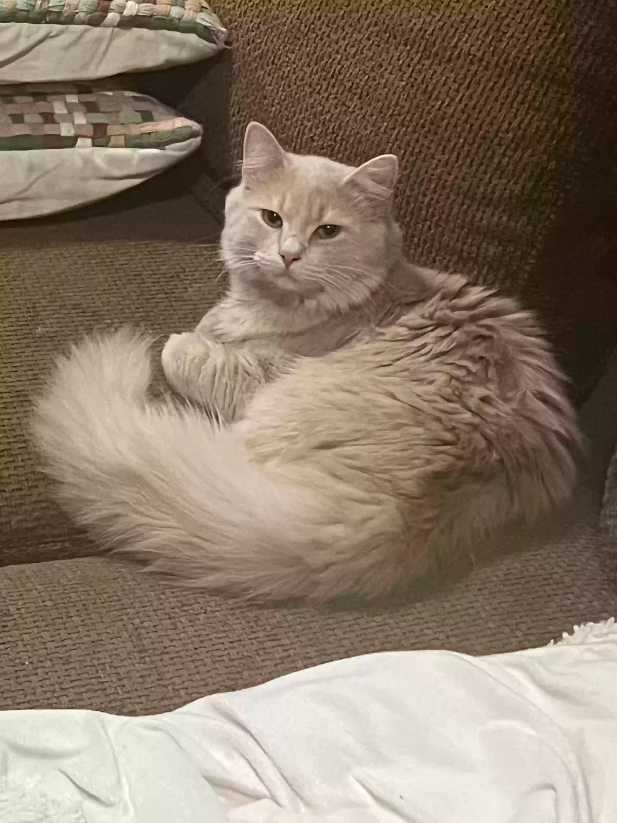 Lost cat in Richardson, TX, 75081