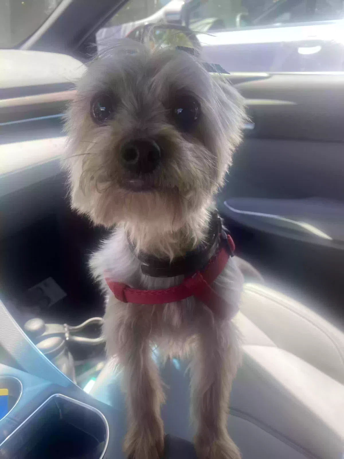 Lost dog in Fresno, CA, 93726