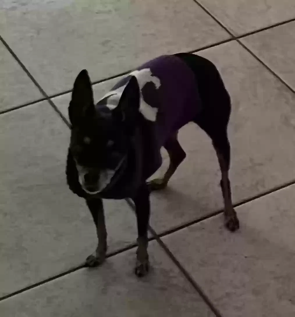 Lost dog in Miami, FL, 33165