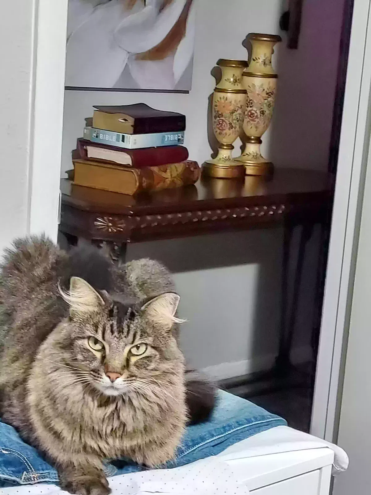 Lost cat in Baytown, TX, 77521