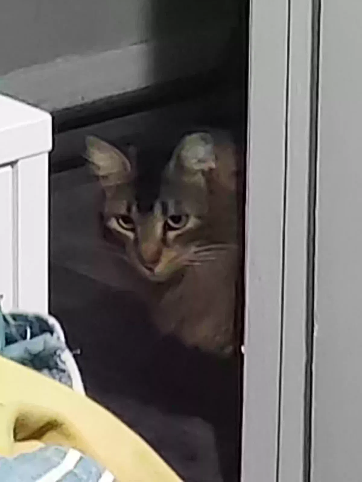 Lost cat in Baytown, TX, 77521