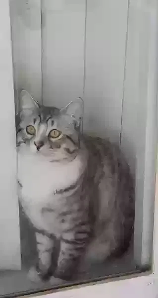 Lost cat in Henderson, NV, 89052