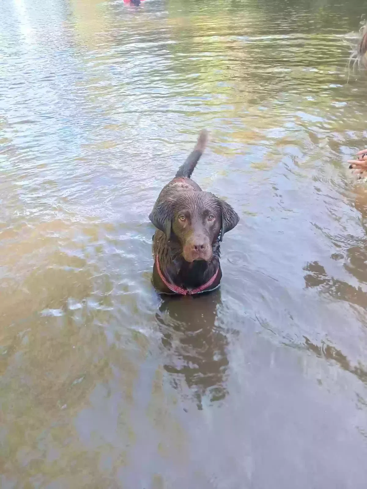 Lost dog in Centralia, WA, 98531