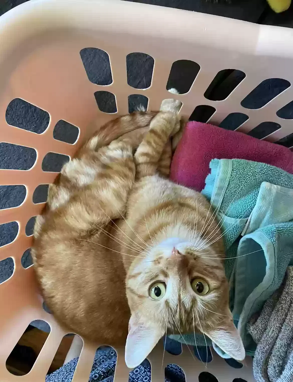 Lost cat in Jamul, CA, 91935