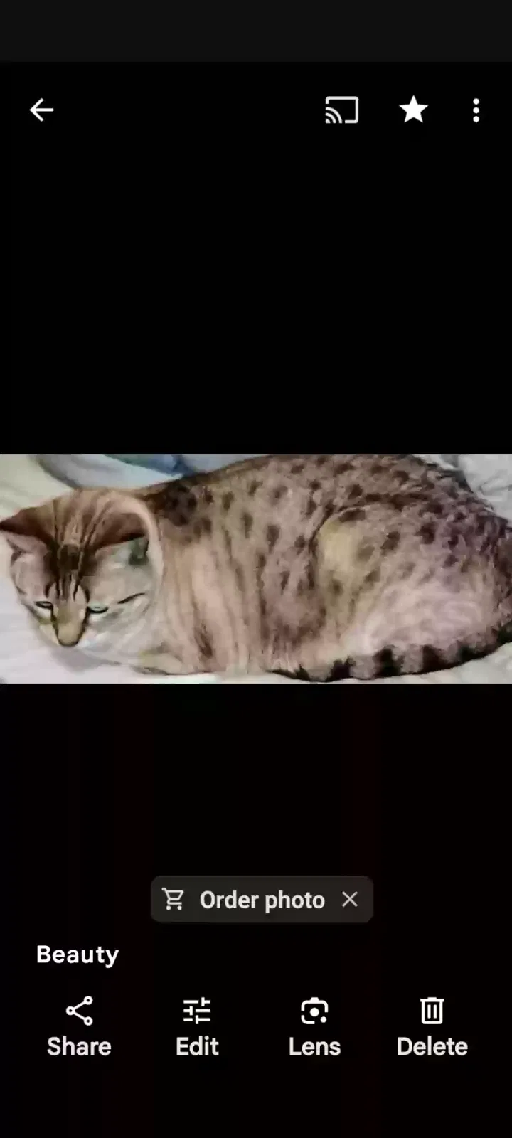 Lost cat in Springfield, OR, 97477