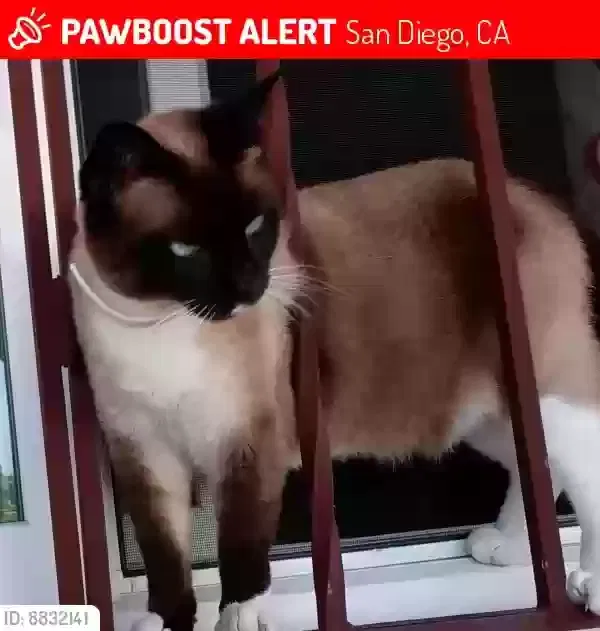 Lost cat in San Diego, CA, 92114