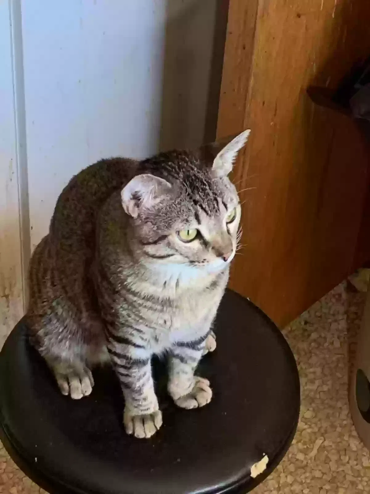 Lost cat in Lancaster, CA, 93534