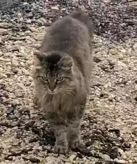 Lost cat in Helotes, TX, 78023