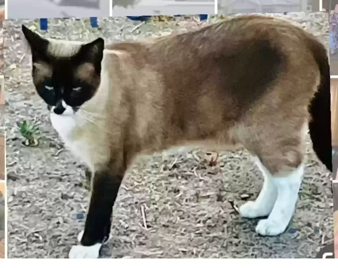 Lost cat in Winchester, CA, 92596