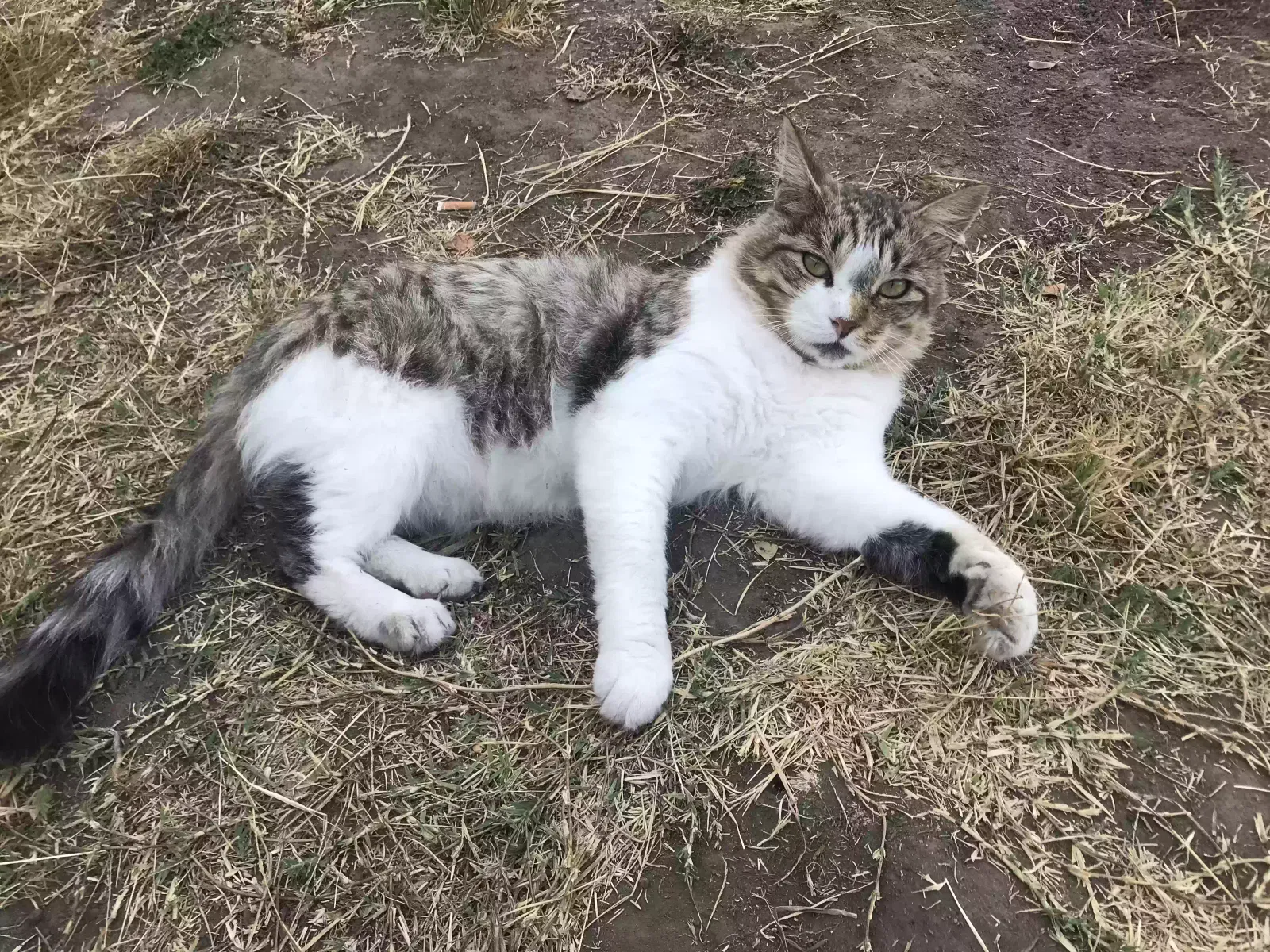 Lost cat in Hayward, CA, 94541