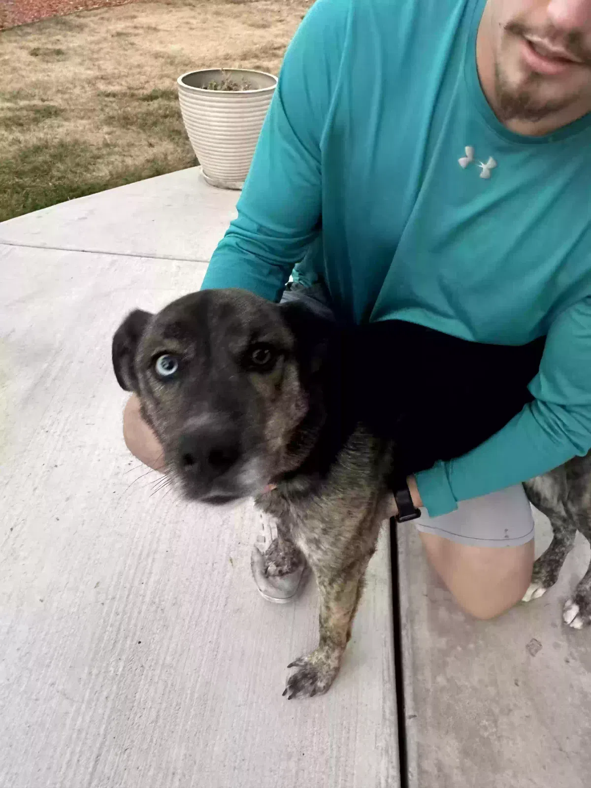 Found dog in Rio Rancho, NM, 87144
