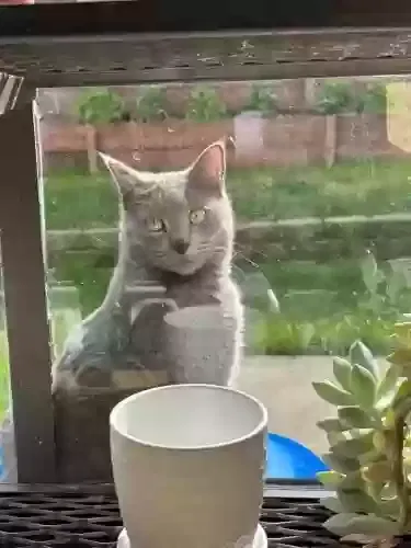 Lost cat in Rancho Cordova, CA, 95670