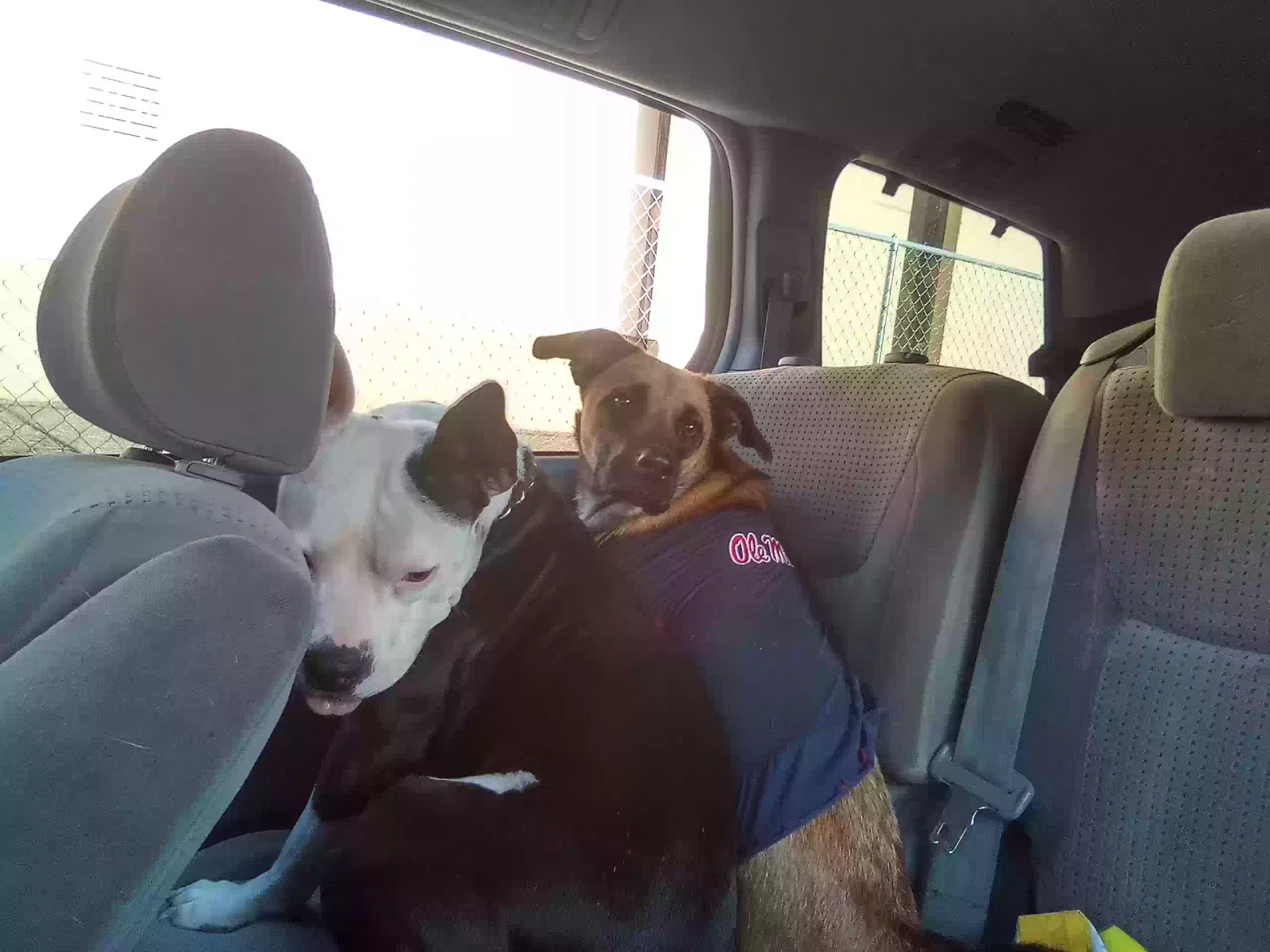 Lost dog in Albuquerque, NM, 87108