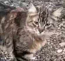 Lost cat in San Antonio, TX, 78245