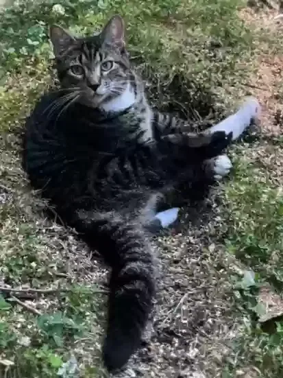 Lost cat in Chesterfield, VA, 23838