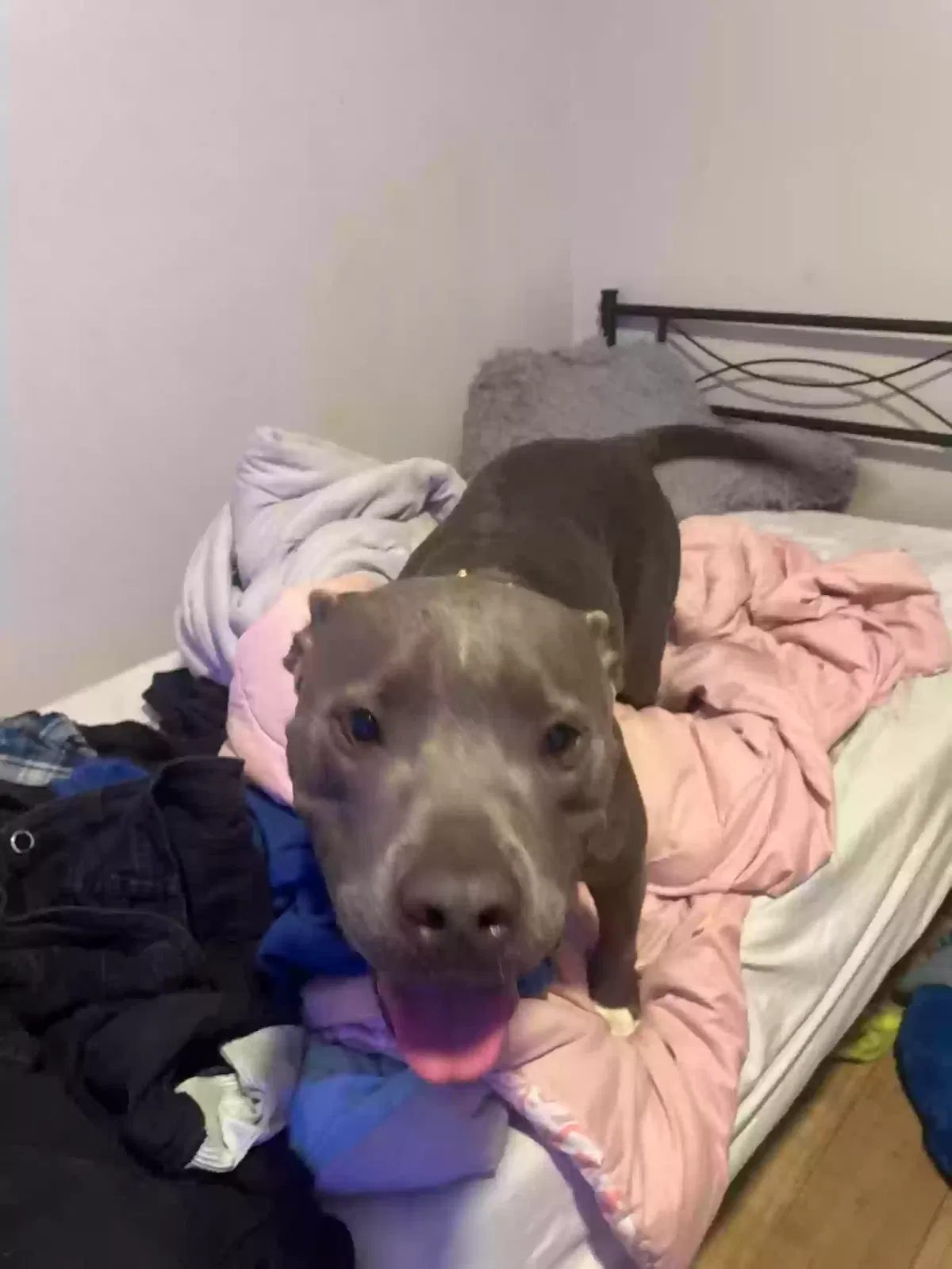 Found dog in Cordova, TN, 38018
