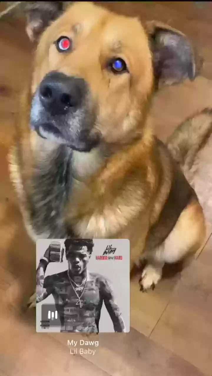 Lost dog in Pasadena, TX, 77506