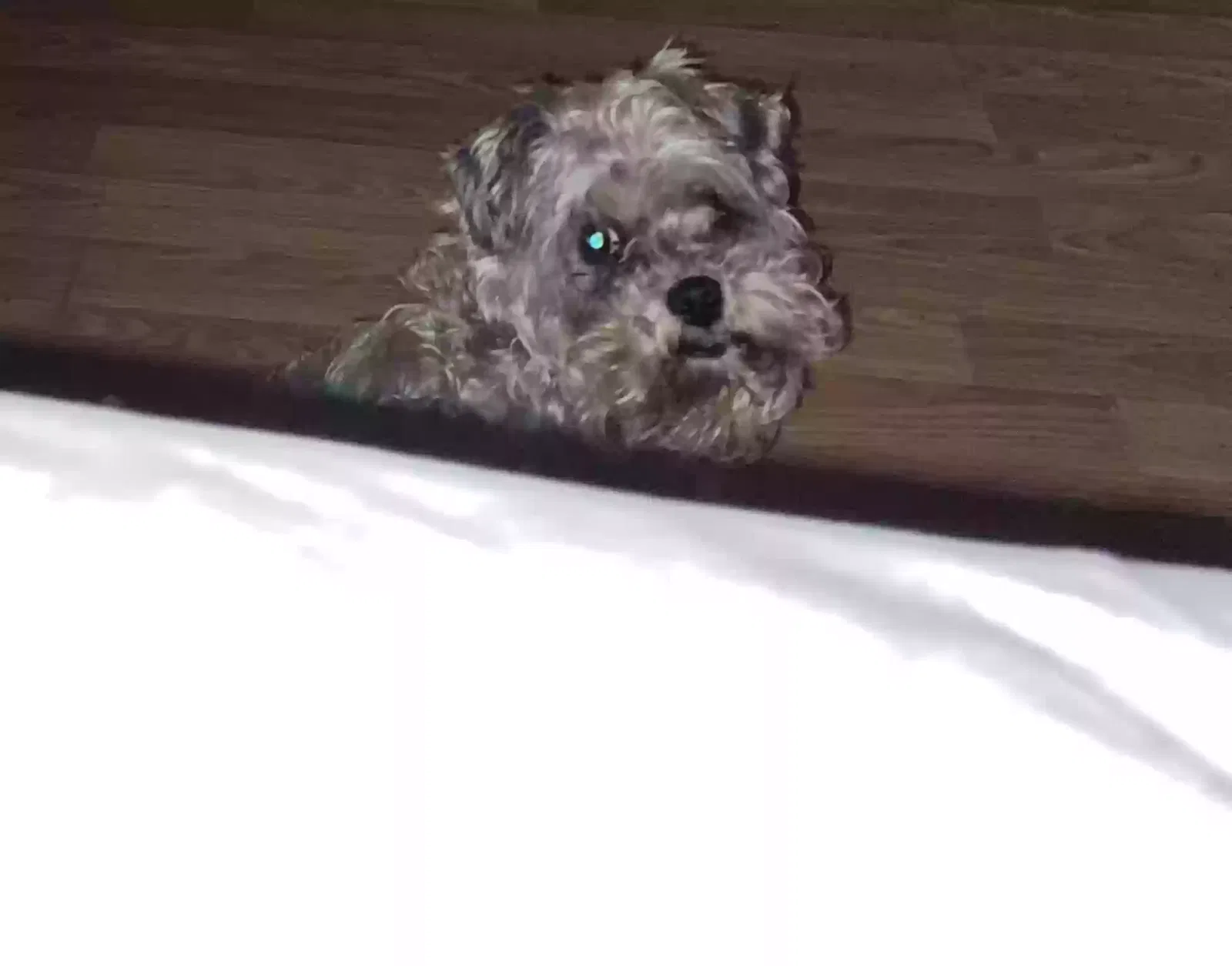 Lost dog in Texas City, TX, 77590