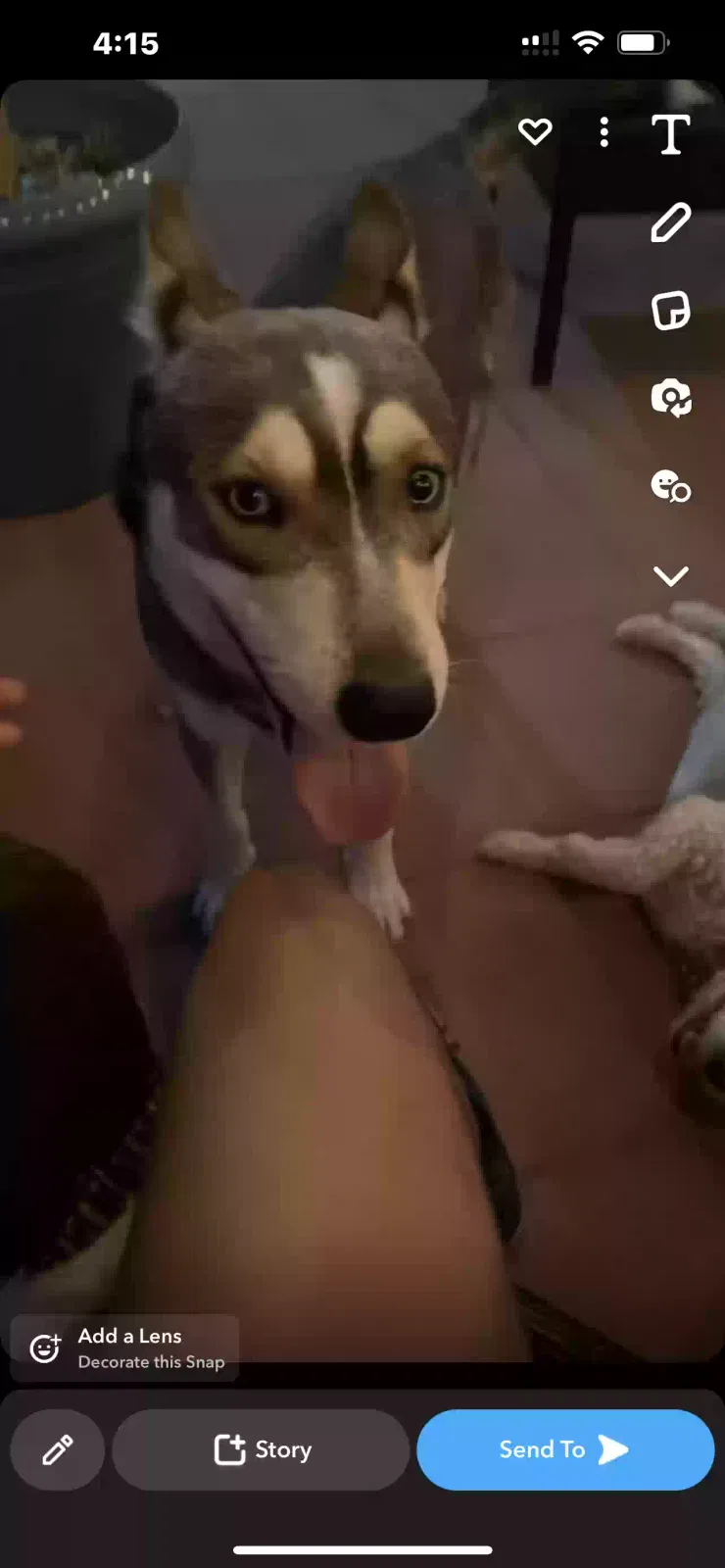Lost dog in Albuquerque, NM, 87110