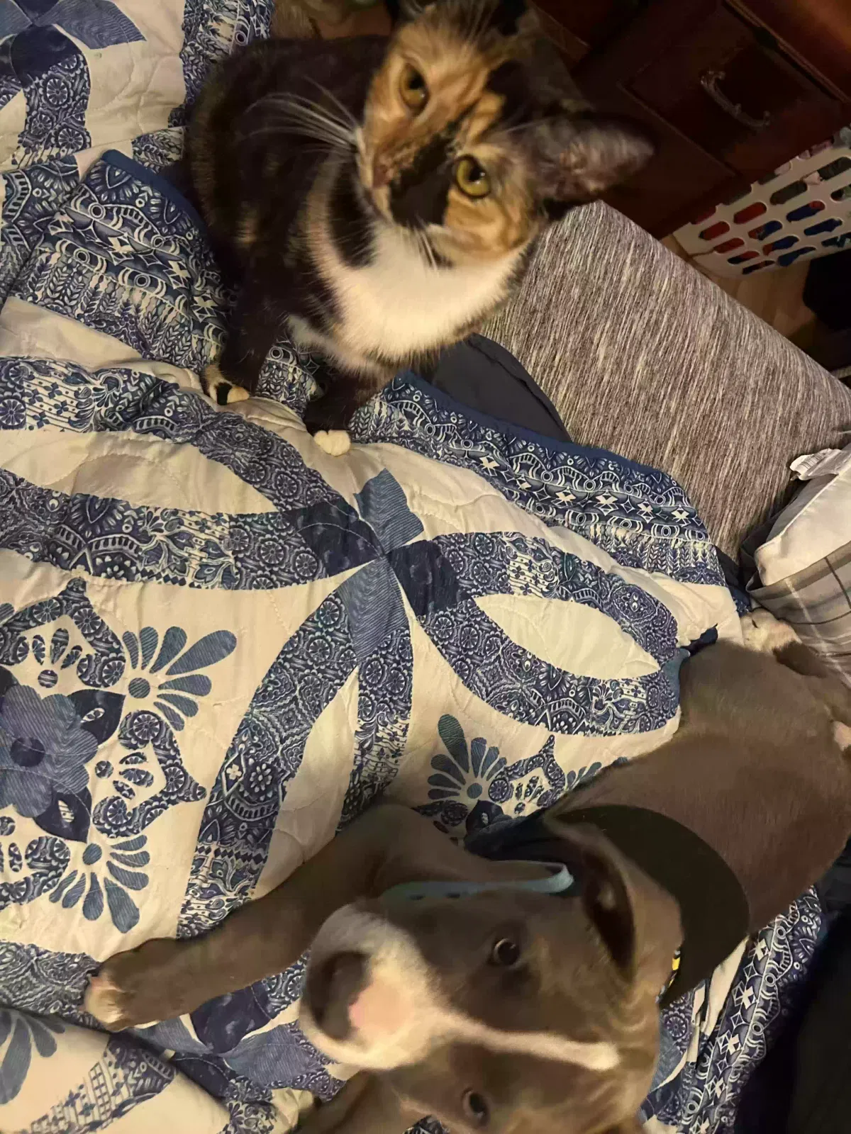 Lost dog in Vale, NC, 28168