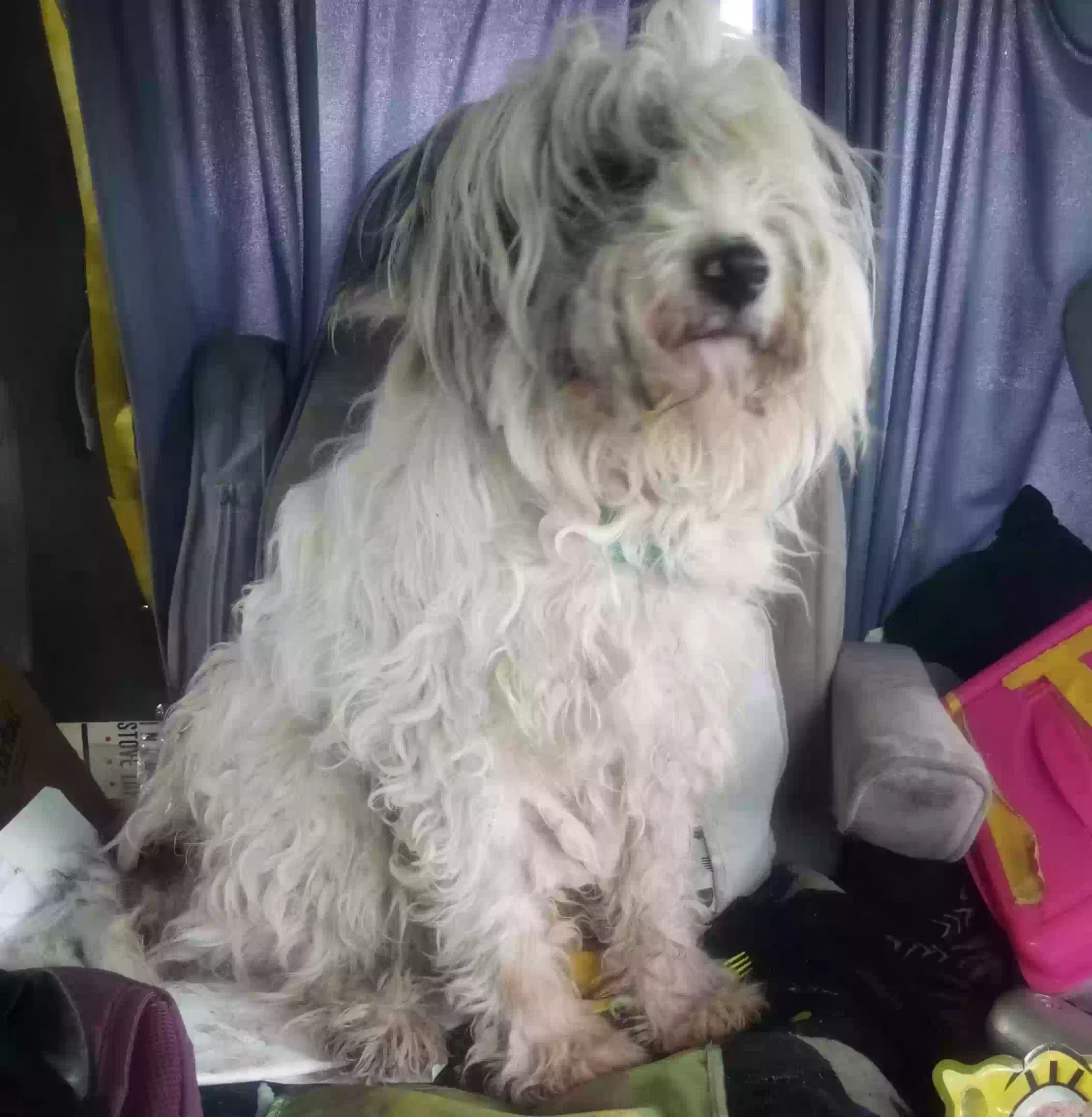 Lost dog in Grants, NM, 87020