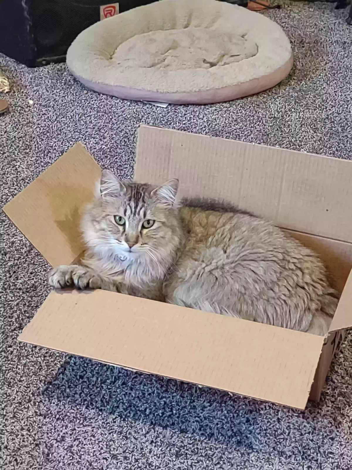 Lost cat in Denver, CO, 80229