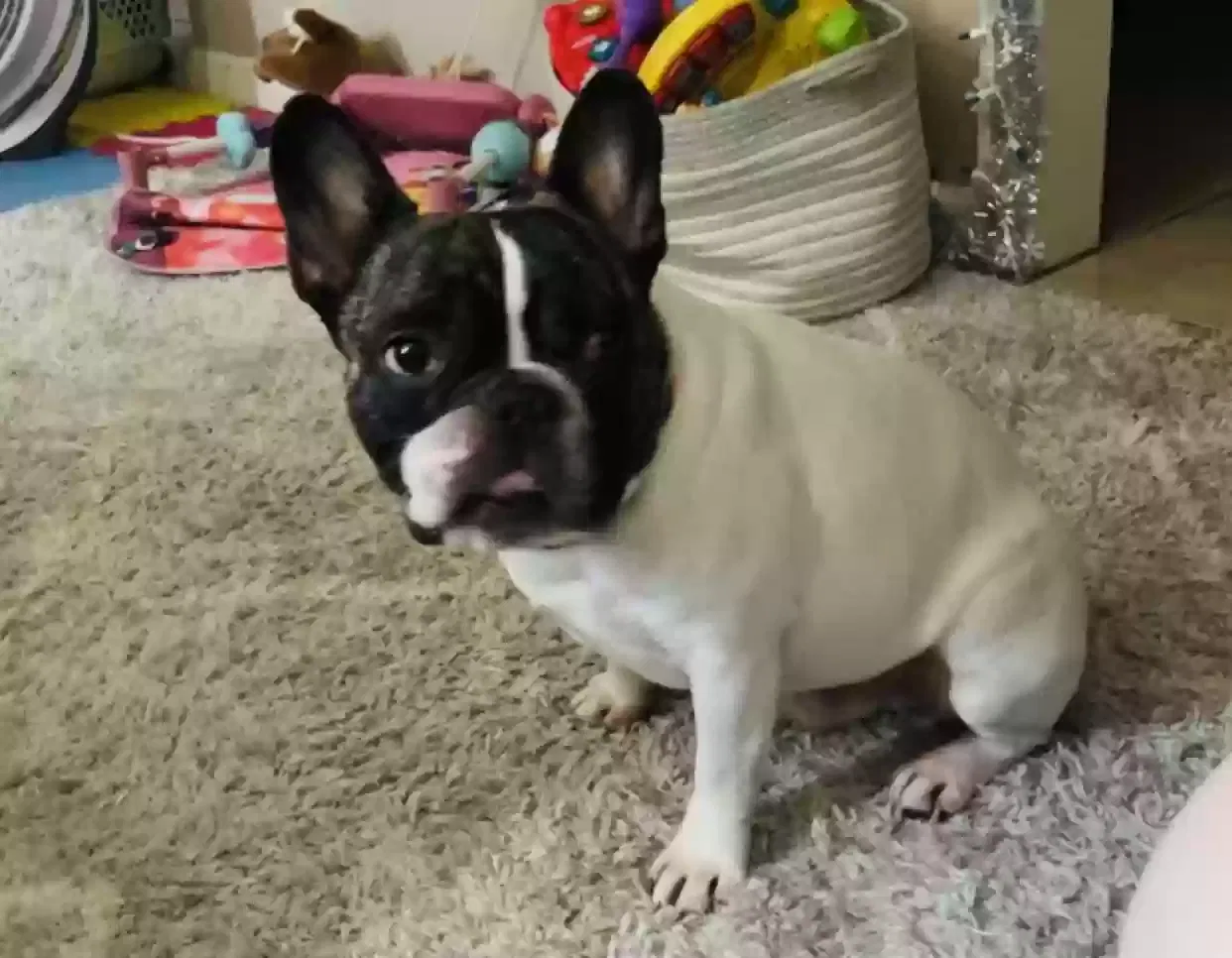 Lost dog in Corpus Christi, TX, 78408