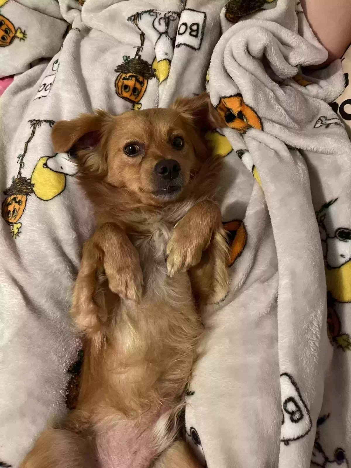 Lost dog in Compton, CA, 90221