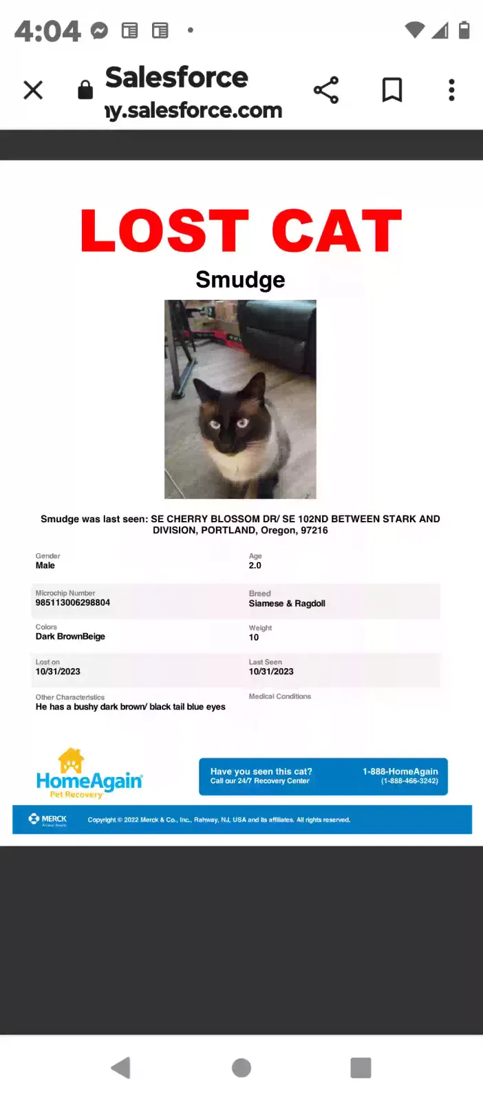 Lost cat in Portland, OR, 97216