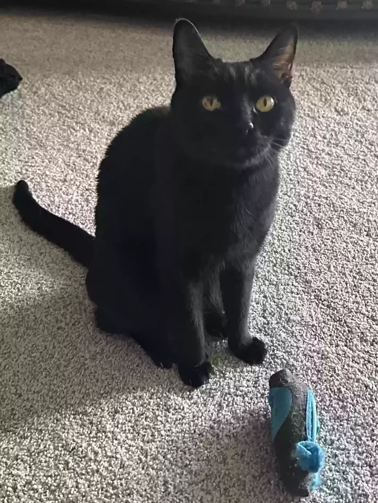 Lost cat in Las Vegas, NV, 89138