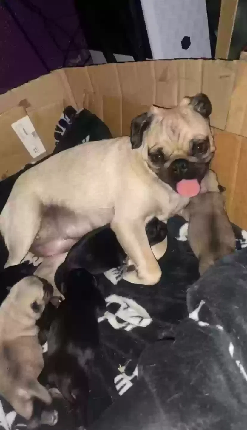 Lost dog in Merced, CA, 95341