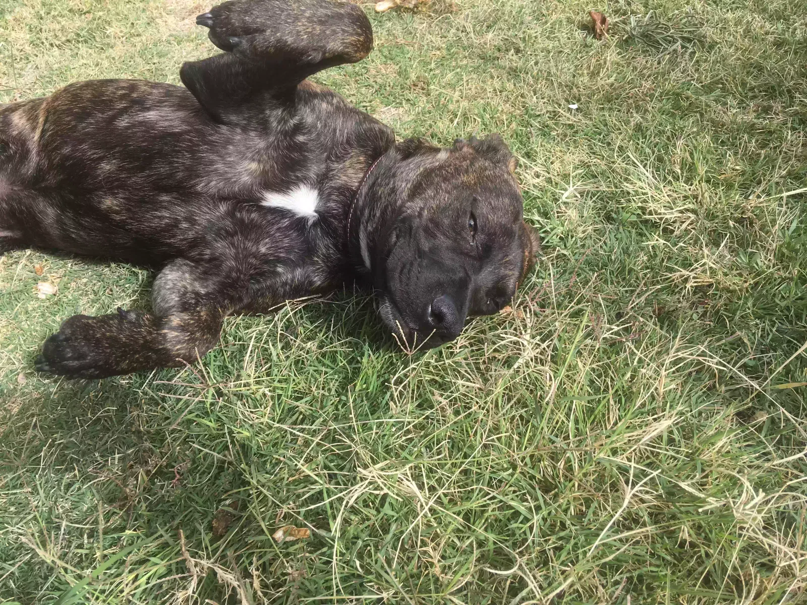 Found dog in Conklin, MI, 49403