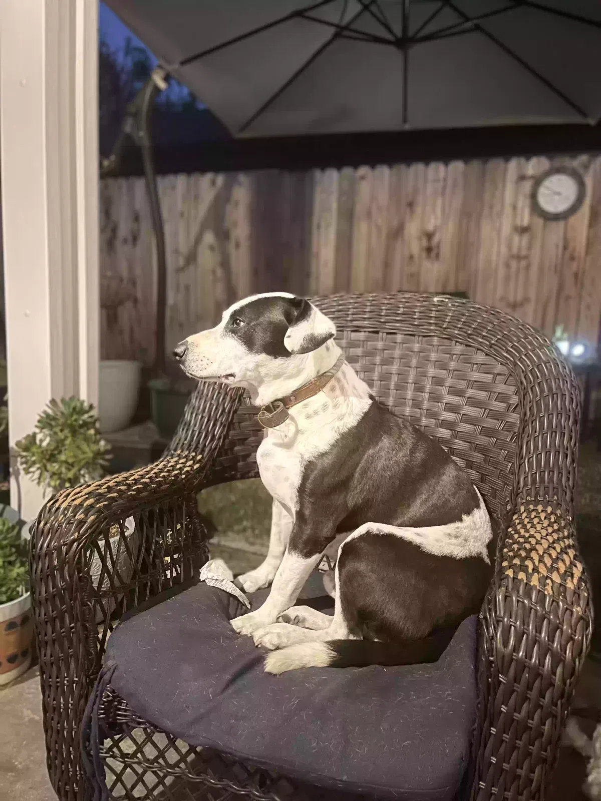 Lost dog in Bakersfield, CA, 93309