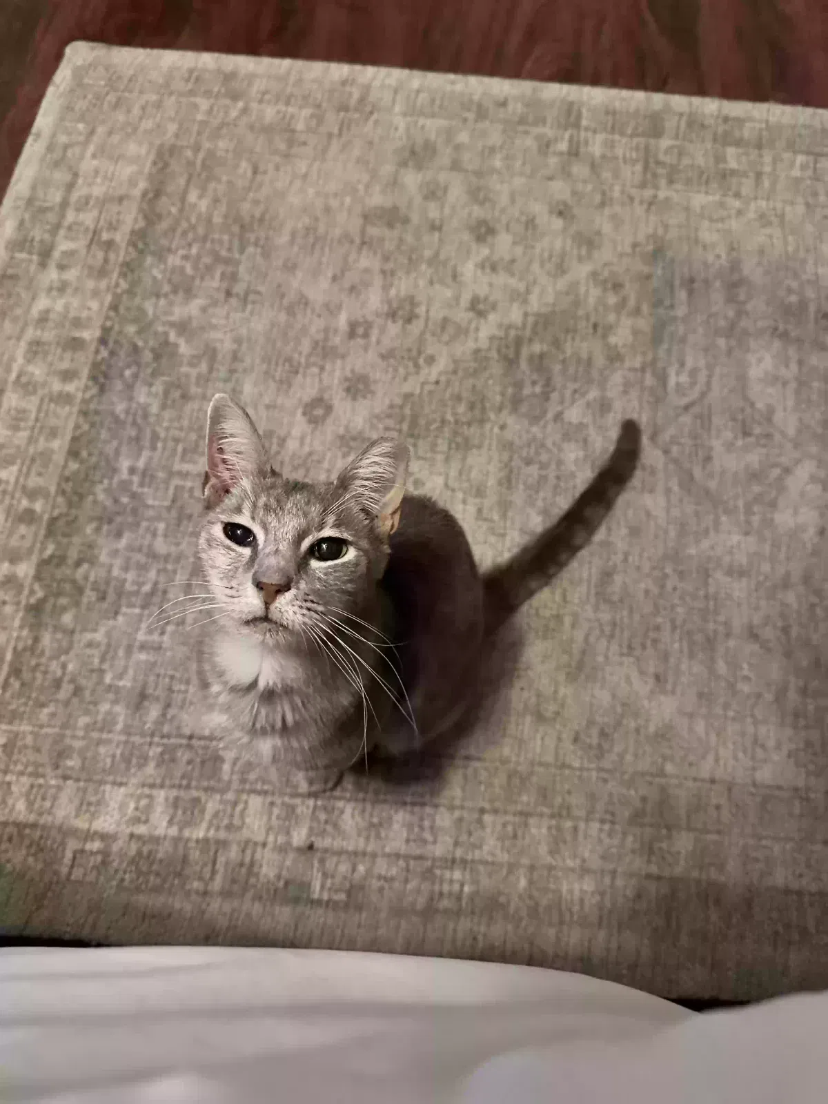 Lost cat in San Antonio, TX, 78228