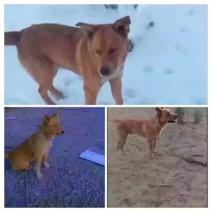 Lost dog in Bloomfield, NM, 87413