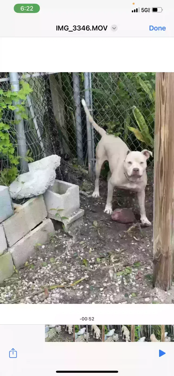 Lost dog in Fort Lauderdale, FL, 33315