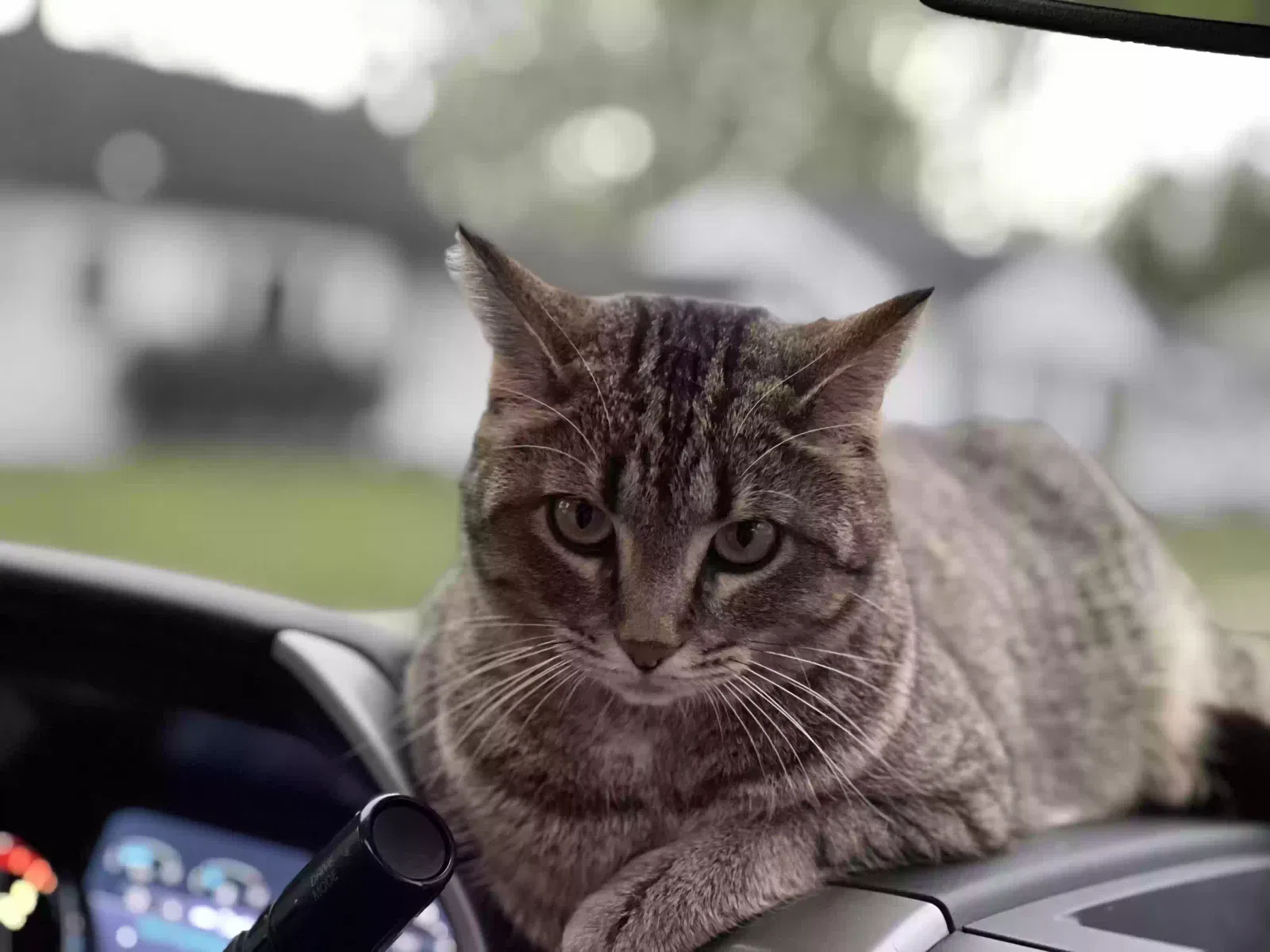 Lost cat in Livonia, MI, 48154
