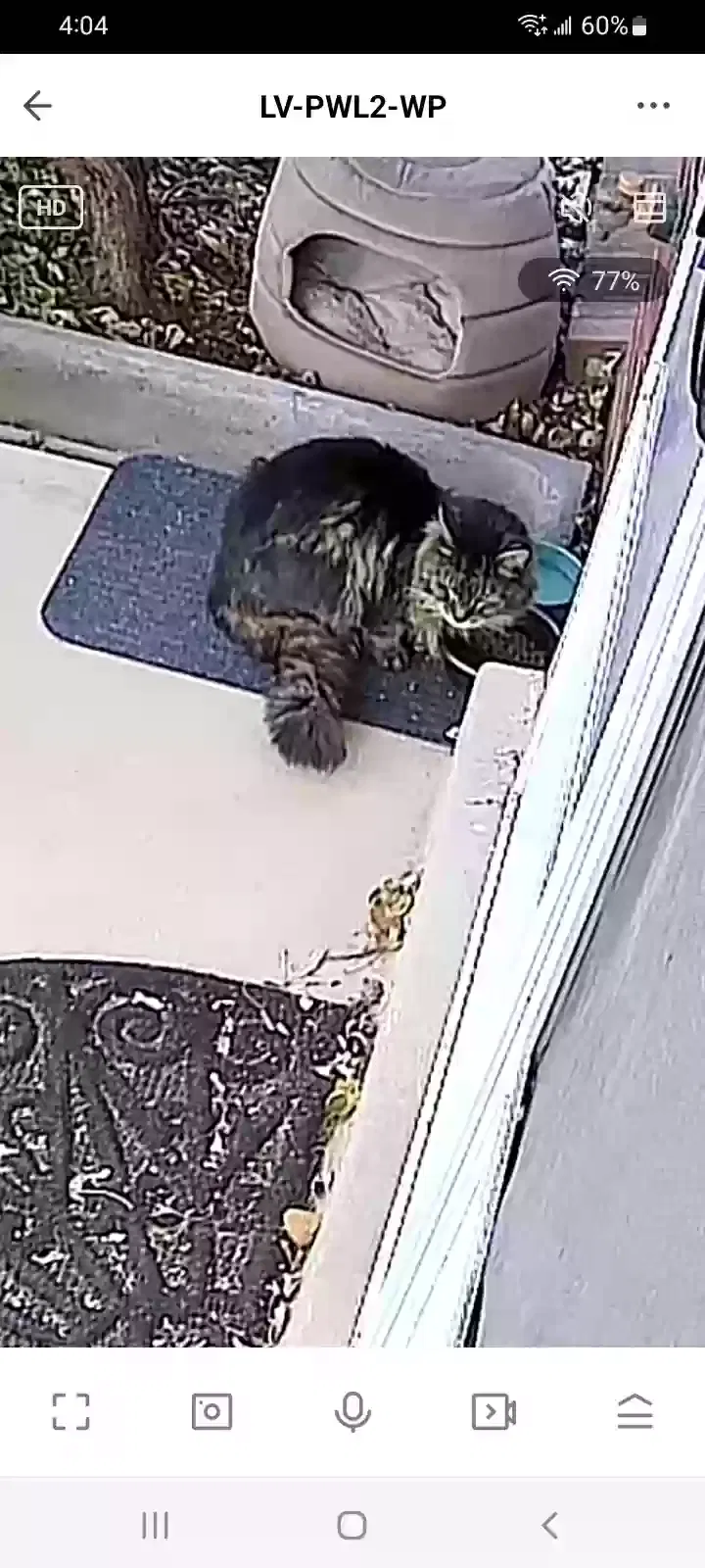 Found cat in Wheat Ridge, CO, 80033