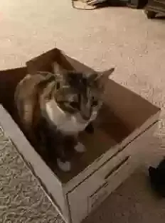 Lost cat in Henrico, VA, 23075