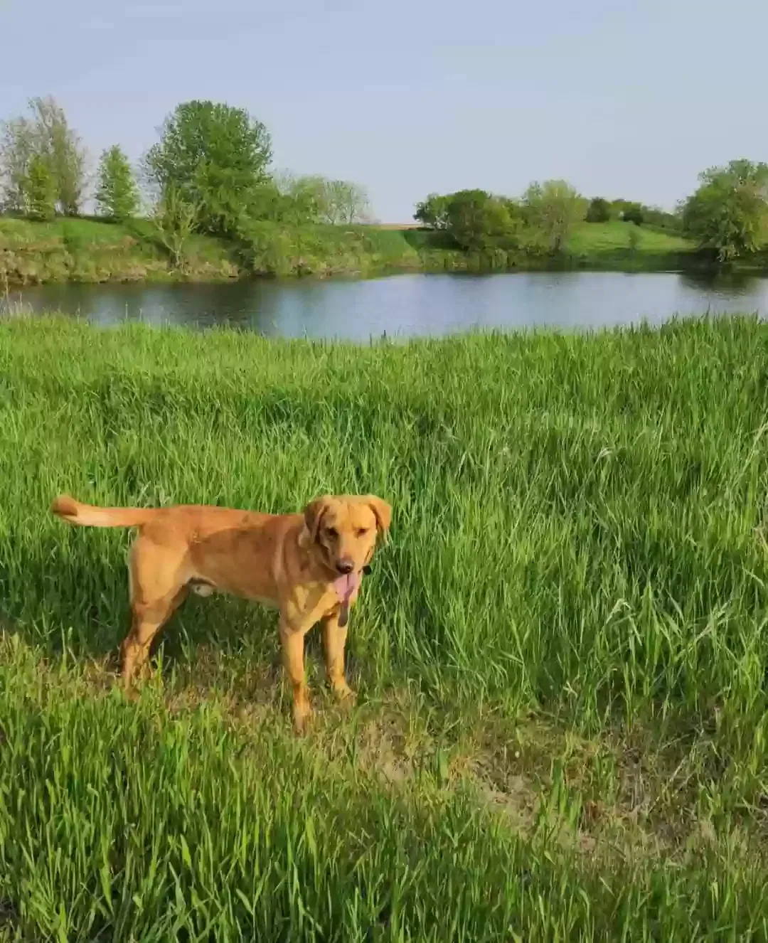 Lost dog in Orange City, IA, 51041