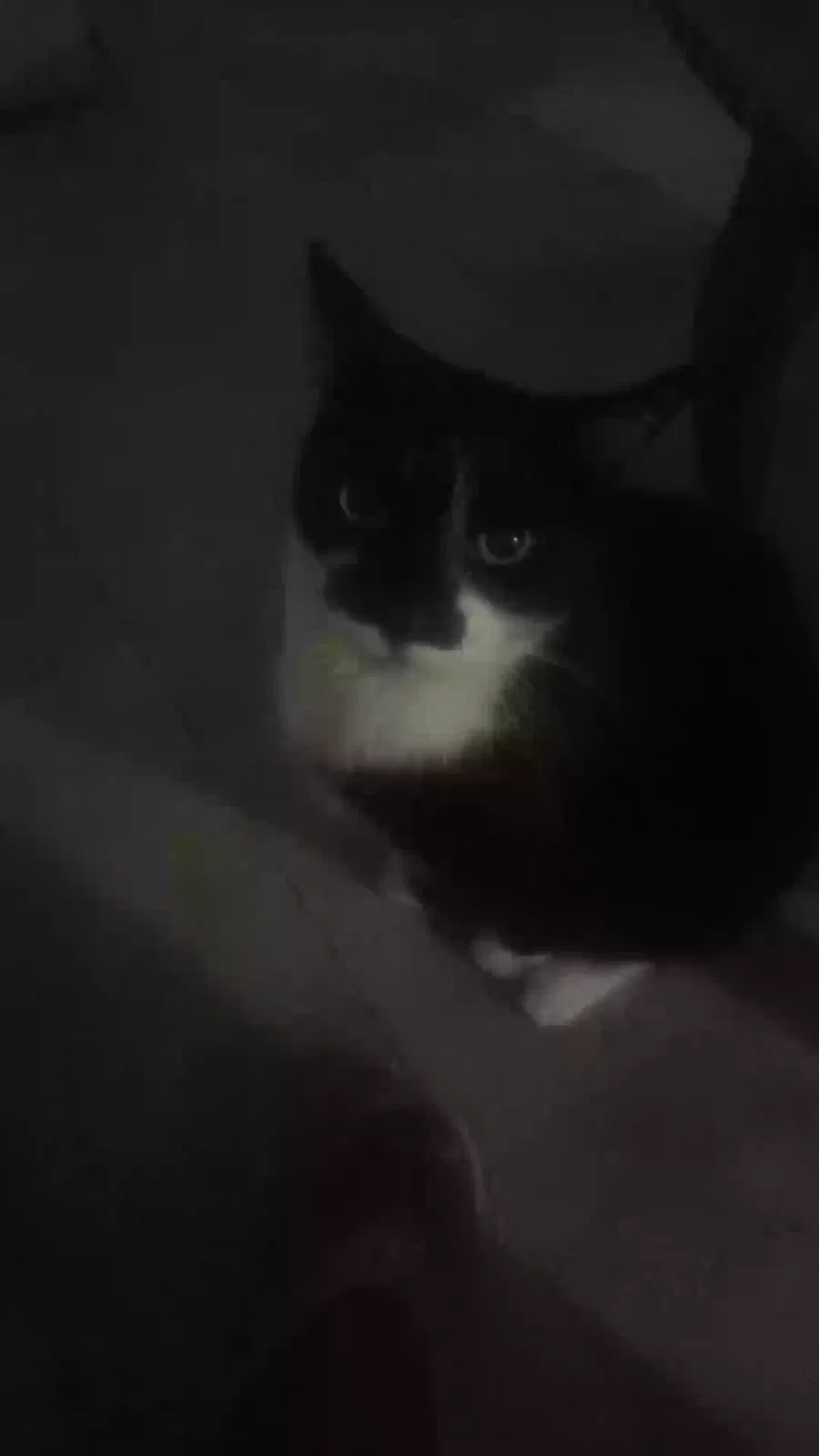 Lost cat in Scottsdale, AZ, 85257