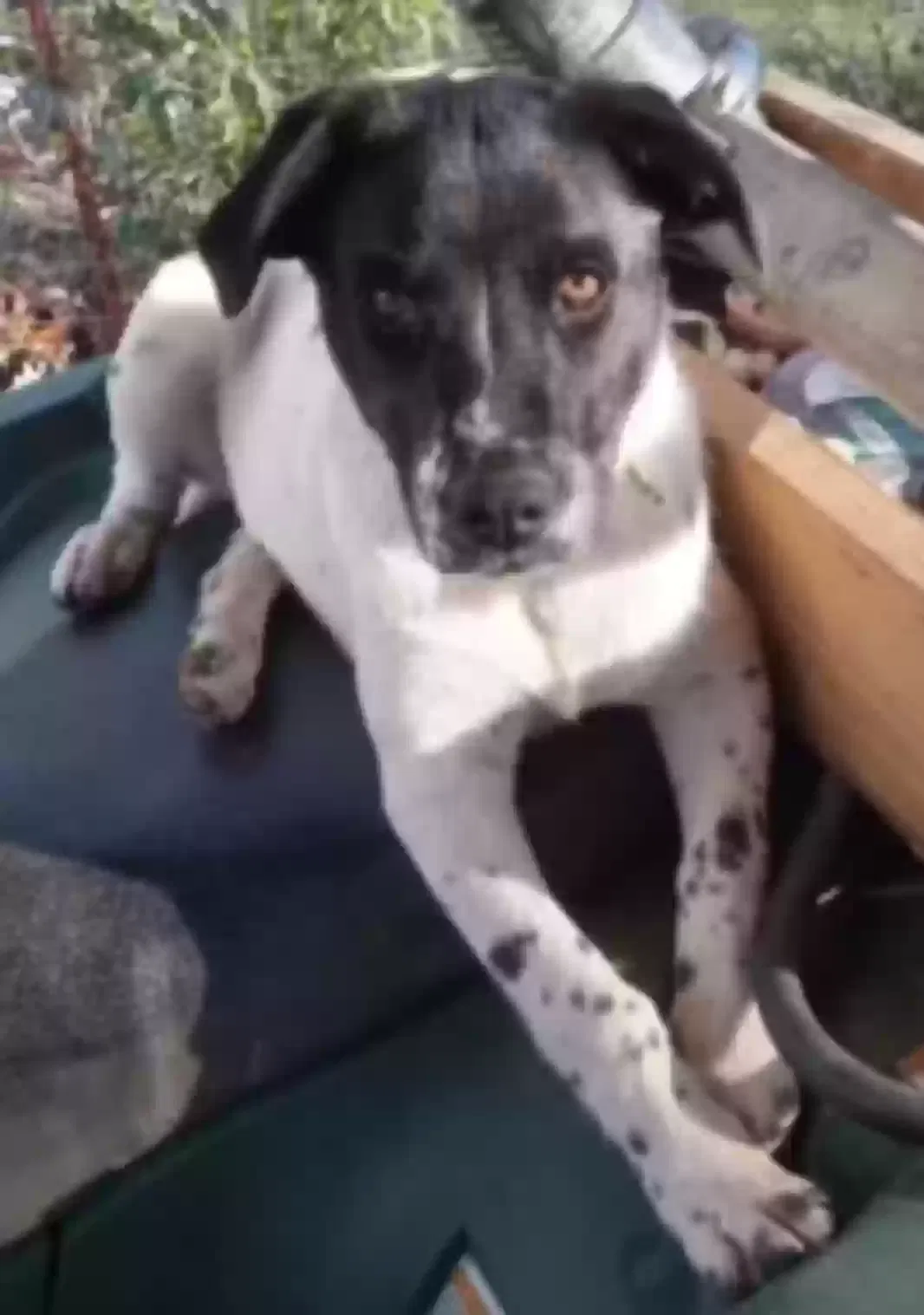 Found dog in Royal, AR, 71968