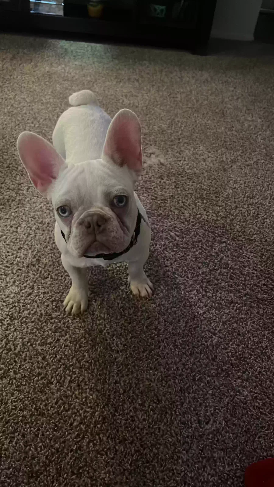 Lost dog in Houston, TX, 77090