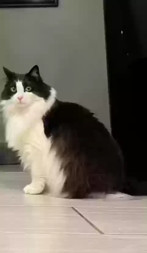 Lost cat in Niagara Falls, NY, 14304
