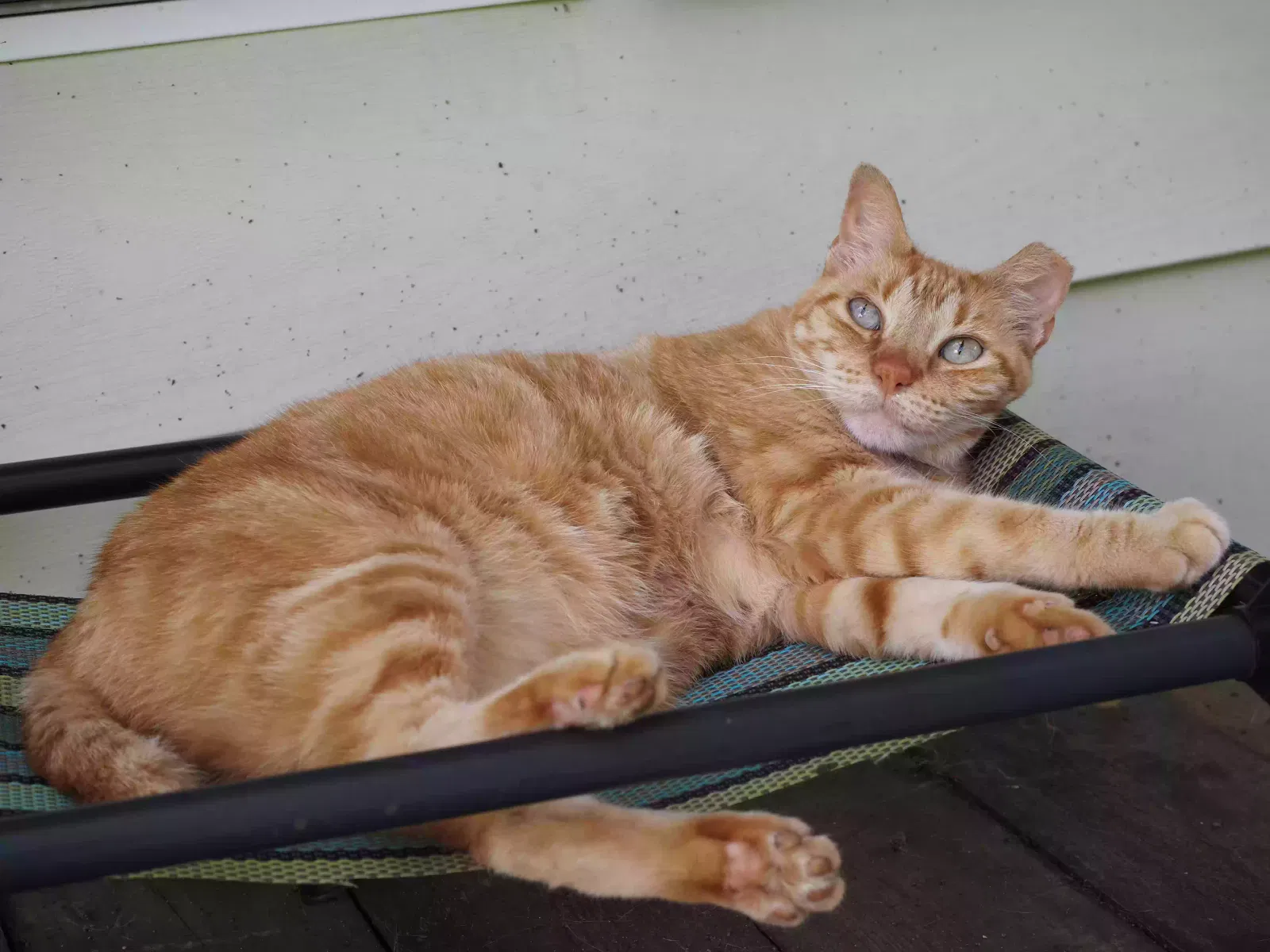 Lost cat in Austin, TX, 78745