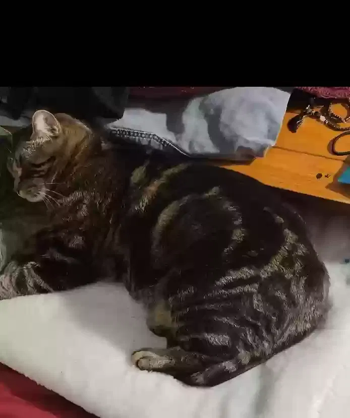 Lost cat in Rochester, NY, 14620